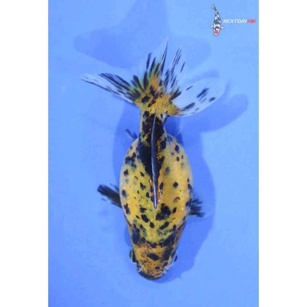 3” Imported Yellow and Black Pearlscale