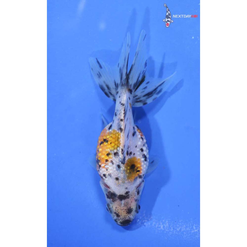3” Imported Calico Pearlscale
