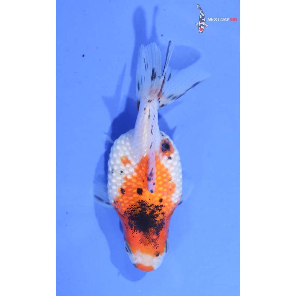 3” Imported Calico Pearlscale