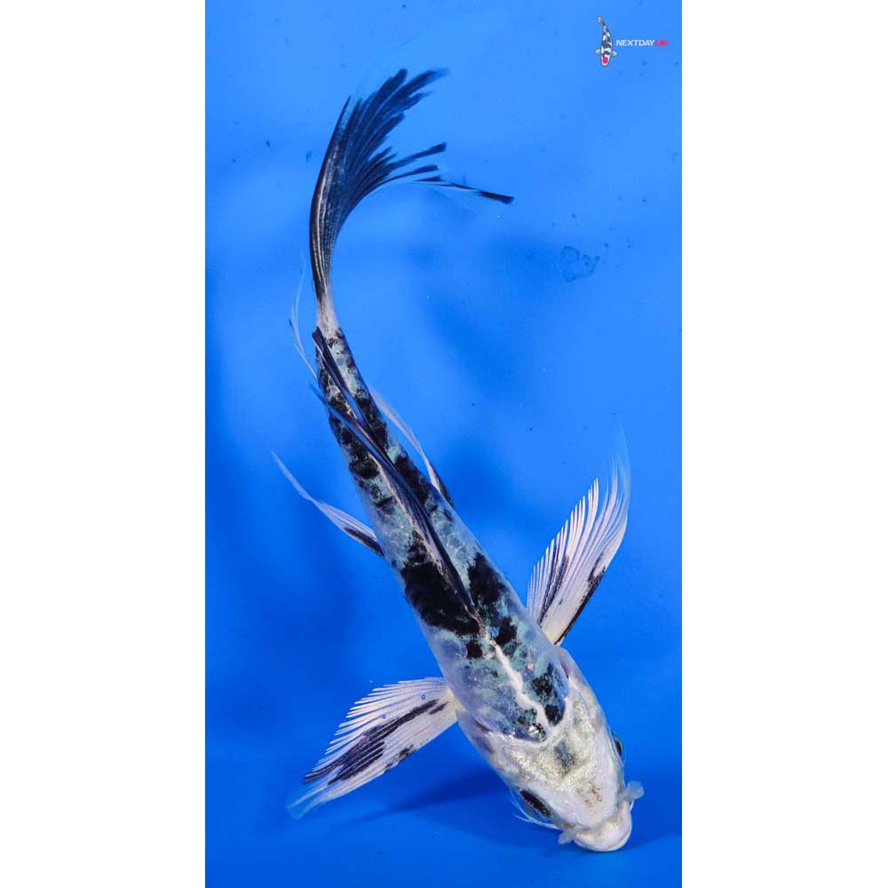 5” Imported Armor Scaled Gin Shiro Bekko Butterfly Koi