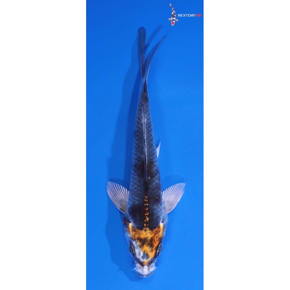 4” Imported Kujaku