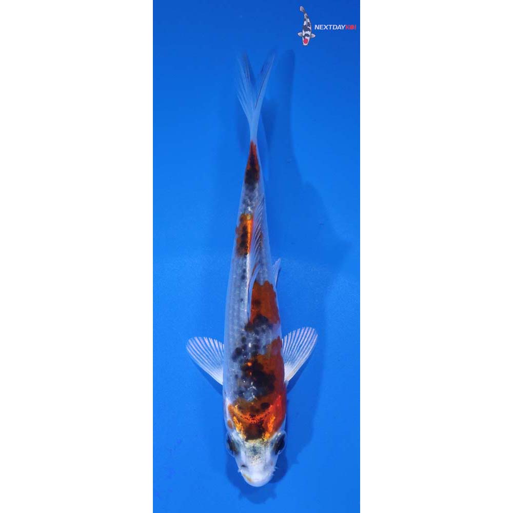 4” Imported Yamato Nishiki