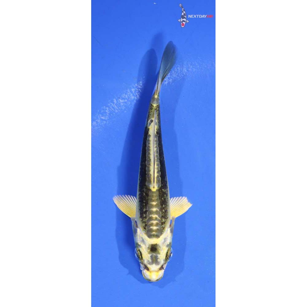 4” Imported Kin Kikokuryu