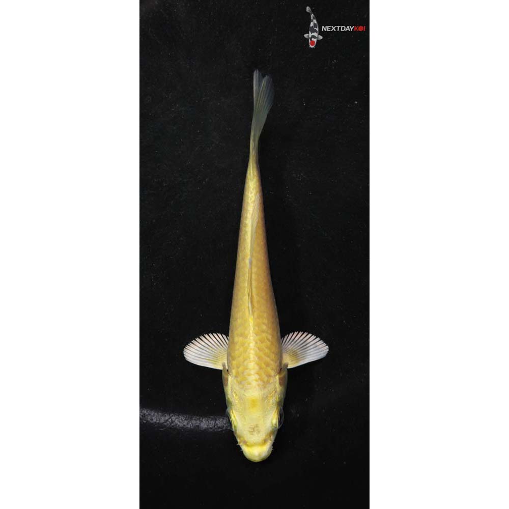 4” Imported Yamabuki Ogon