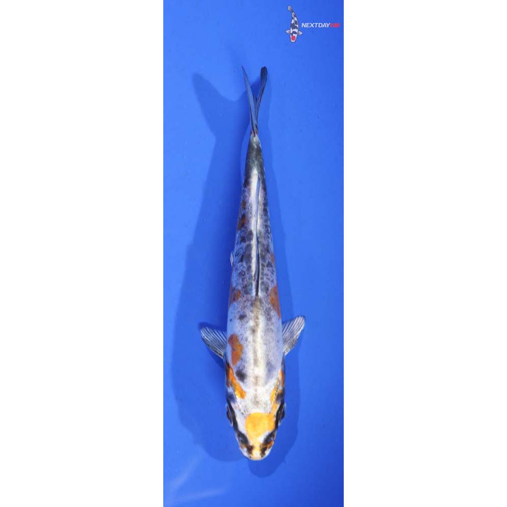 4.5” Imported Kin Kikokuryu