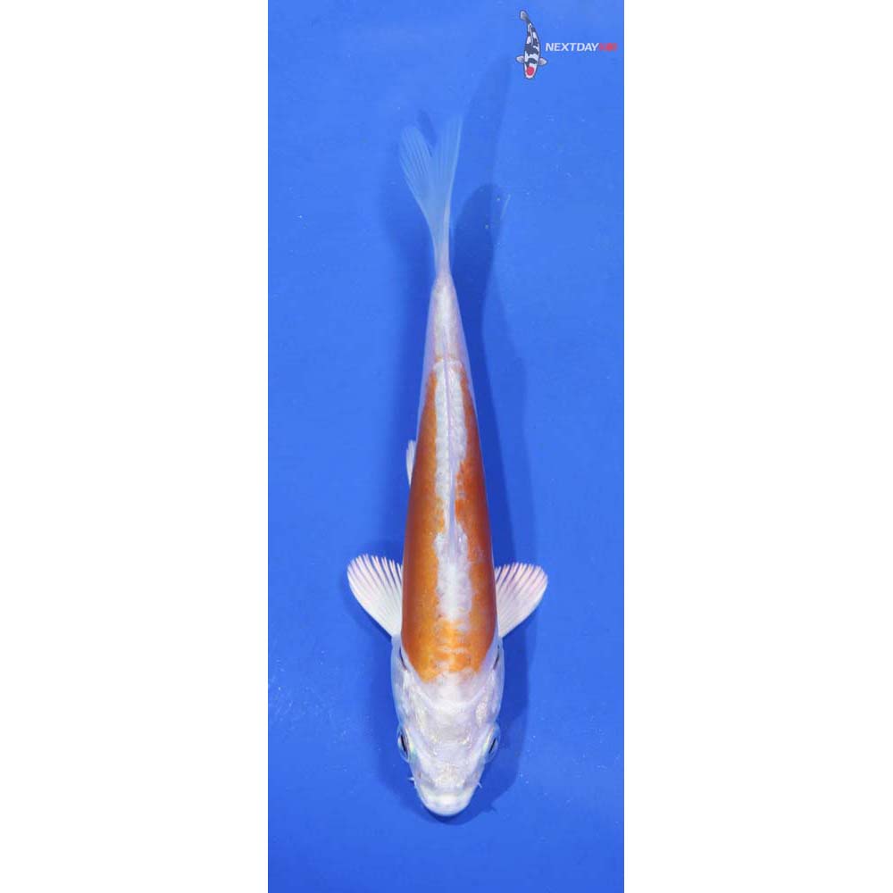 4.5” Imported Kikusui