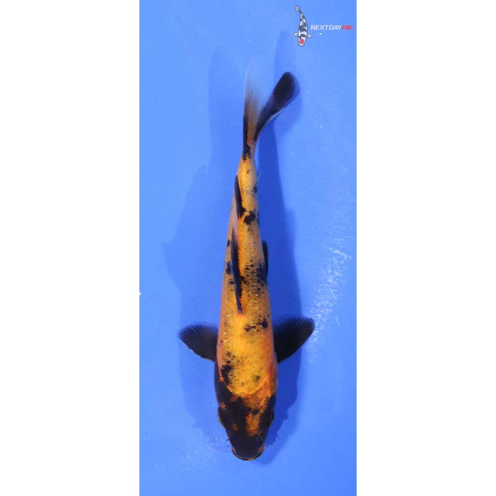 4.5” Imported Kin Ki Utsuri