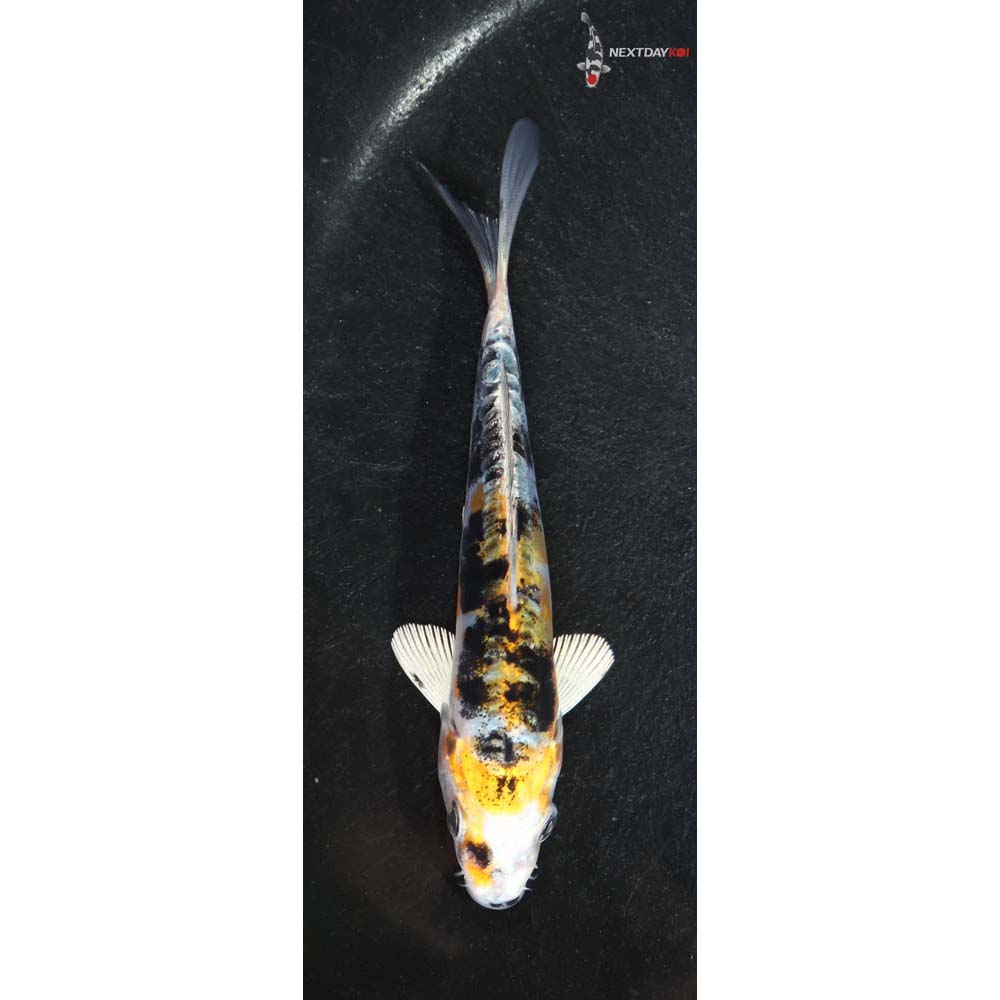 4.5” Imported Heisei Nishiki